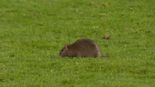 Wales vs Belgium World Cup qualifier stopped after rat invades pitch