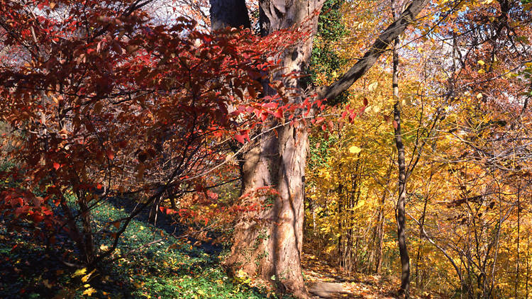 Wave Hill, The Bronx