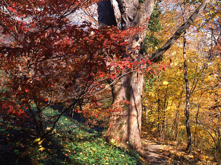 Wave Hill, The Bronx