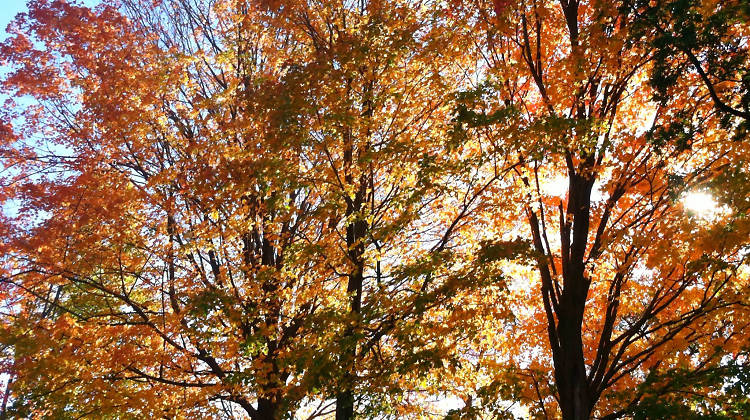 Bloomingdale Park, Staten Island