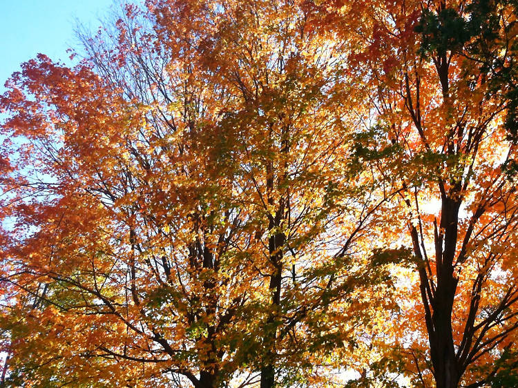 Bloomingdale Park, Staten Island