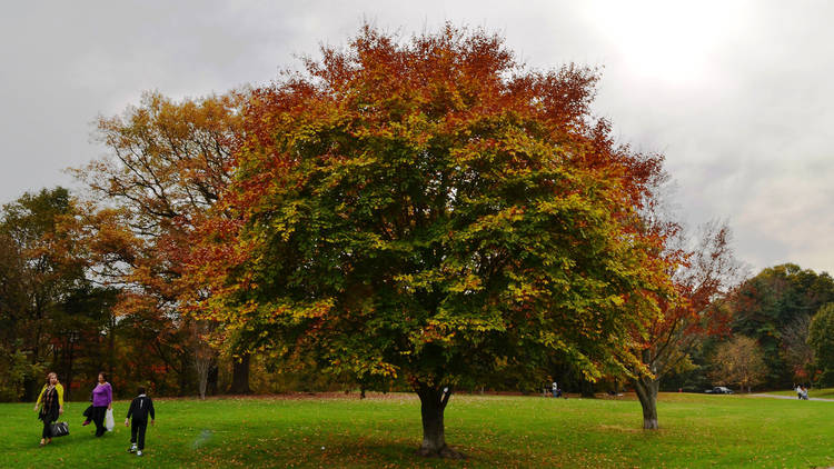 Prospect Park, Brooklyn