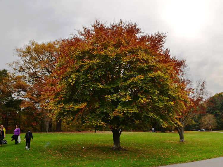 Prospect Park, Brooklyn