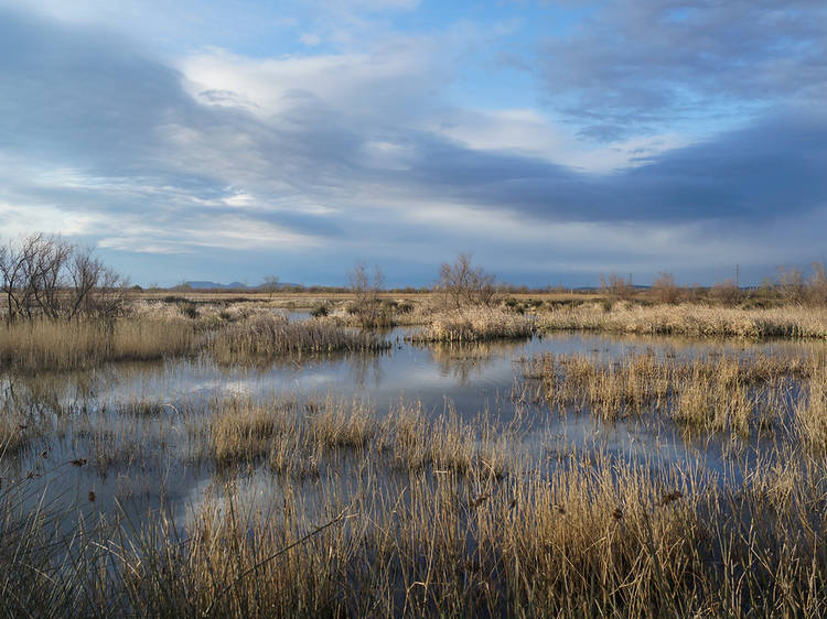 Aiguamolls de l'Empordà
