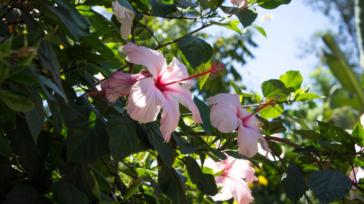 Los Angeles Zoo & Botanical Gardens
