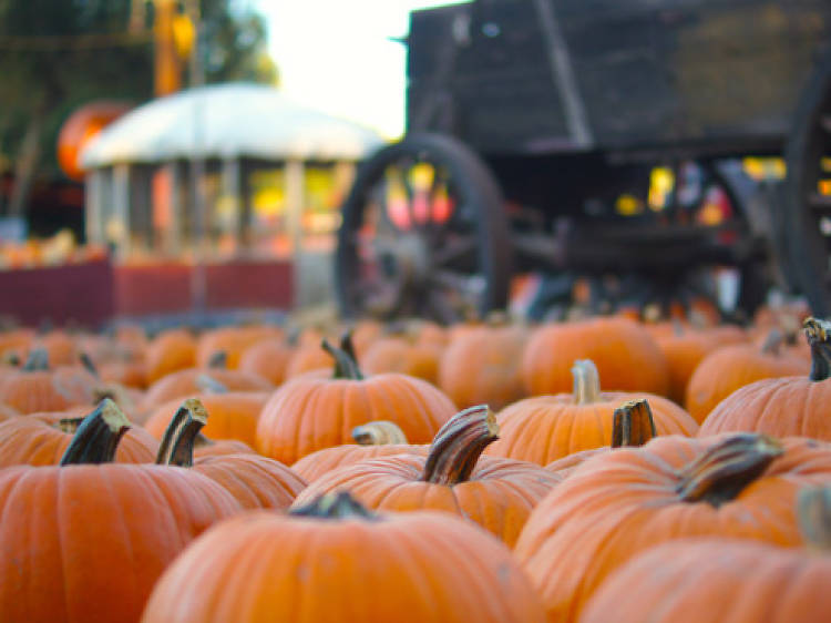 The best pumpkin patches in Los Angeles