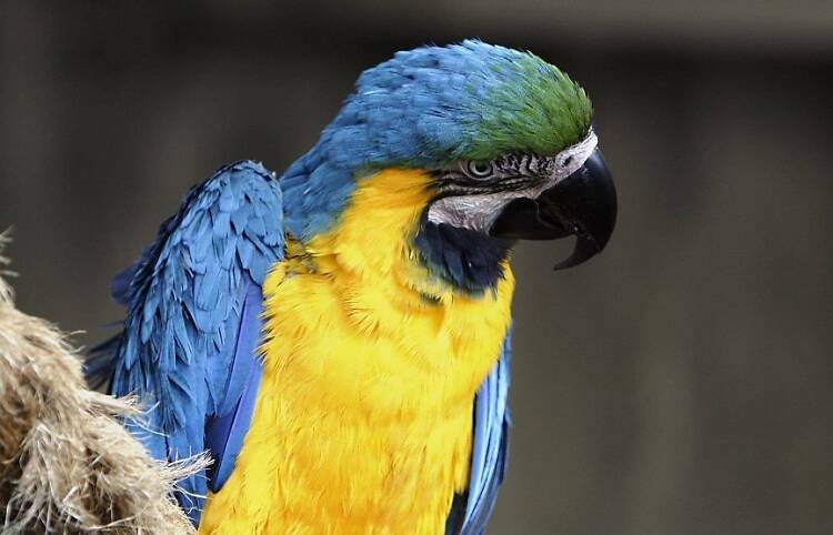 Go bird-watching at the KL Bird Park