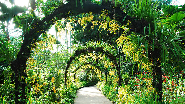 Singapore Botanic Gardens - Orchid Garden