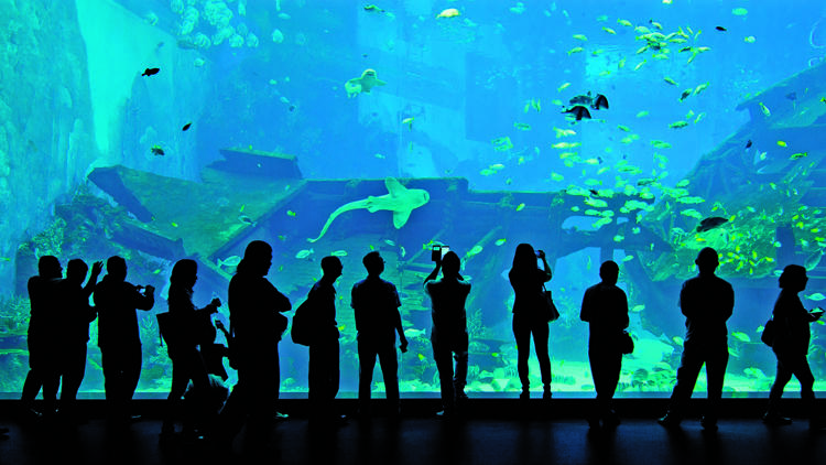 S.E.A. Aquarium