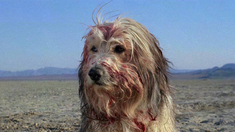 A Boy and His Dog (1975)