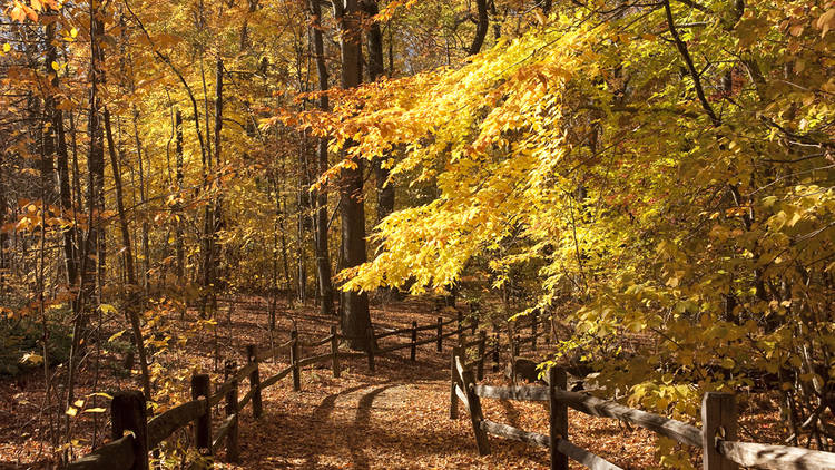 New York Botanical Garden, The Bronx