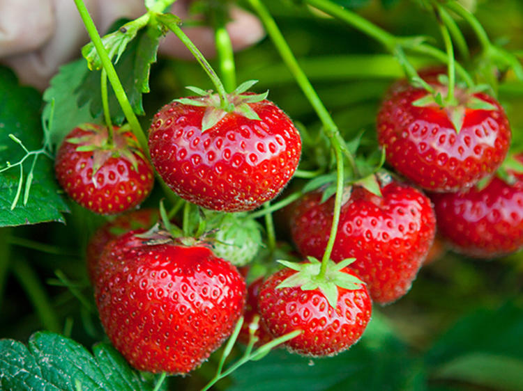 Pick your own fruits and vegetables near New York City Pick your own fruits and vegetables near New York City