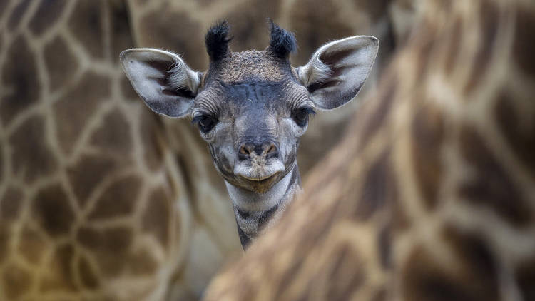 Photograph: Courtesy San Diego Zoo/Ken Bohn