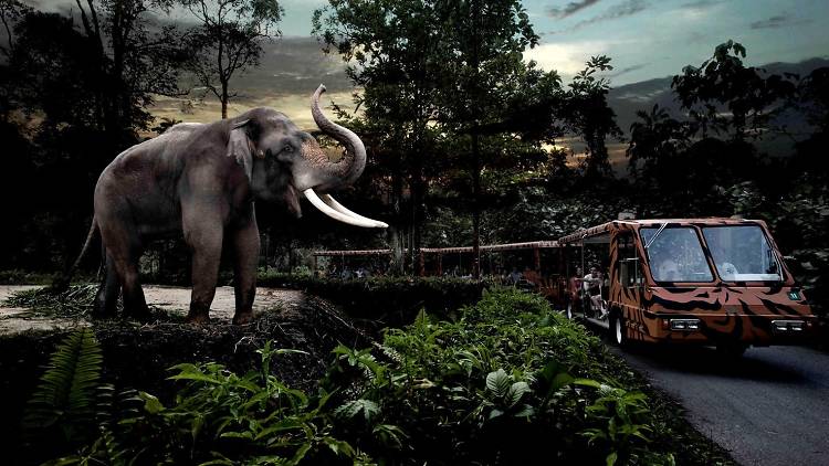 Night Safari