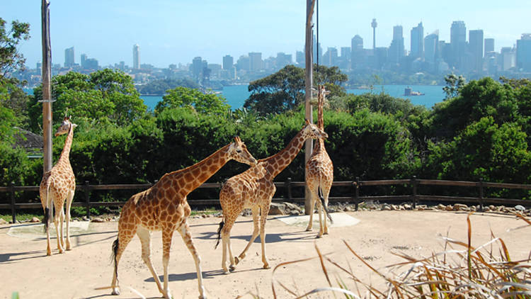 Meet cute animals at Taronga Zoo