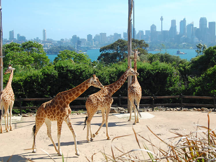Meet cute animals at Taronga Zoo