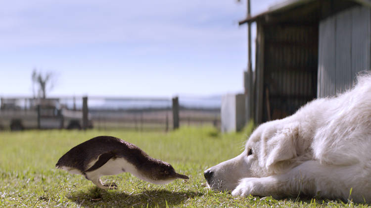 Oddball & the Penguins