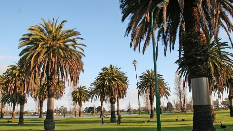 Tree in Albert Park