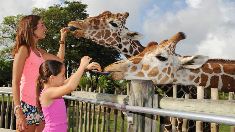 Check out the wildlife at Zoo Miami