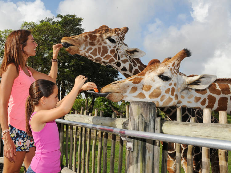 The best things to do in Miami with kids The best things to do in Miami with kids
