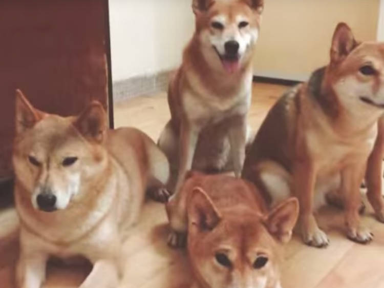 The ‘We5’ shibas