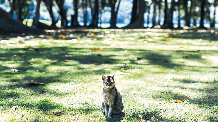 St John's Island, cats