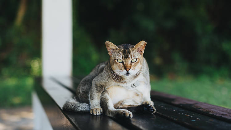 St John's Island, cats