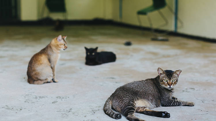 St John's Island, cats