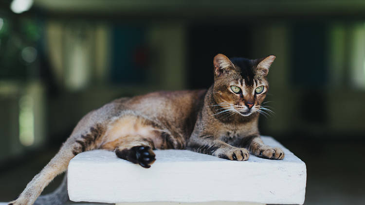 St John's Island, cats