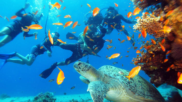 Plongée sous-marine dans la mer Rouge