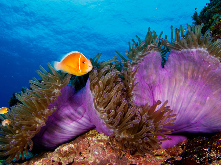 The best scuba diving sites in Asia The best scuba diving sites in Asia