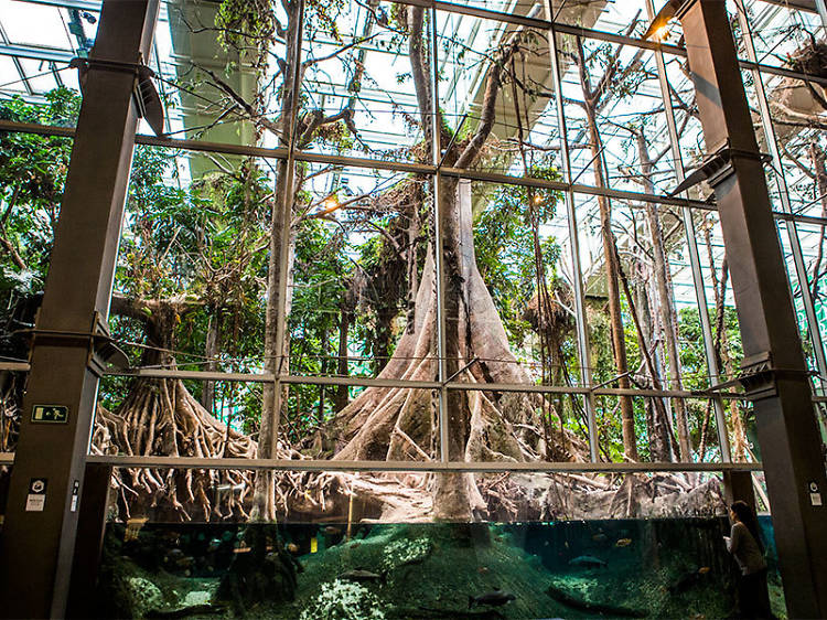 Visitar el CosmoCaixa y su bosque inundado