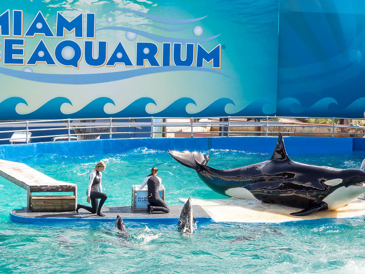 Miami Seaquarium Miami Seaquarium