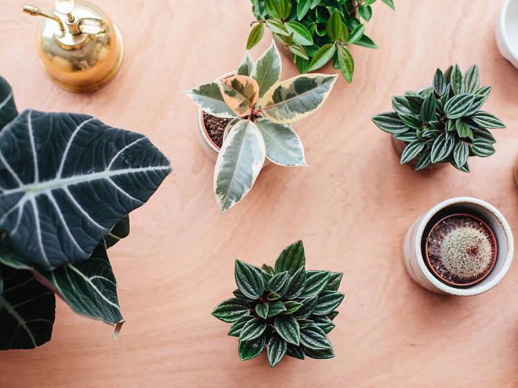 London’s best garden centres and plant stores