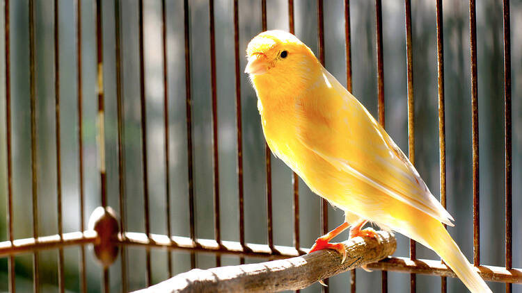 Birds