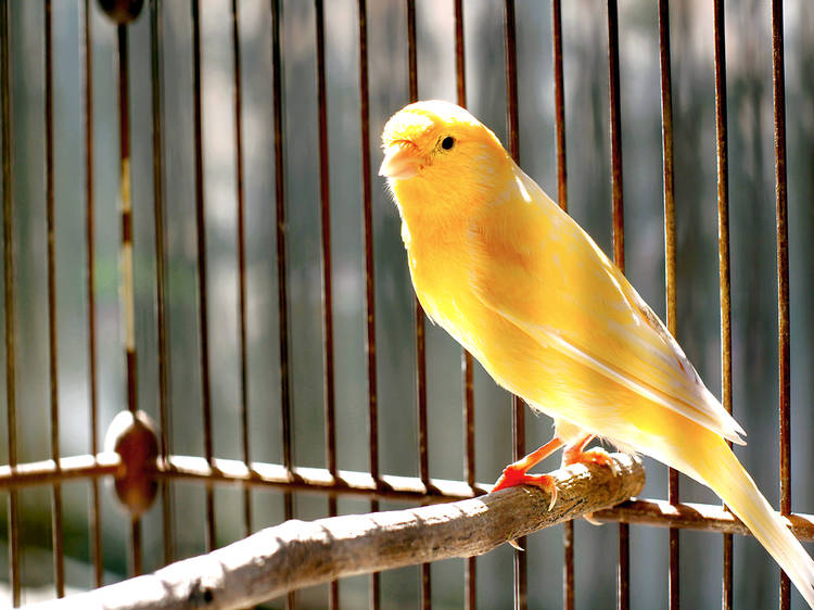 Birds