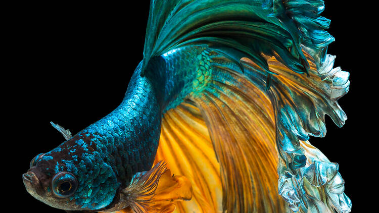 Betta Fish