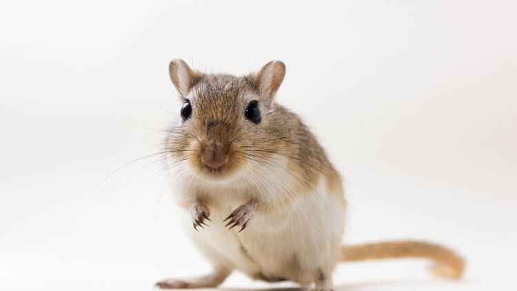 Gerbils