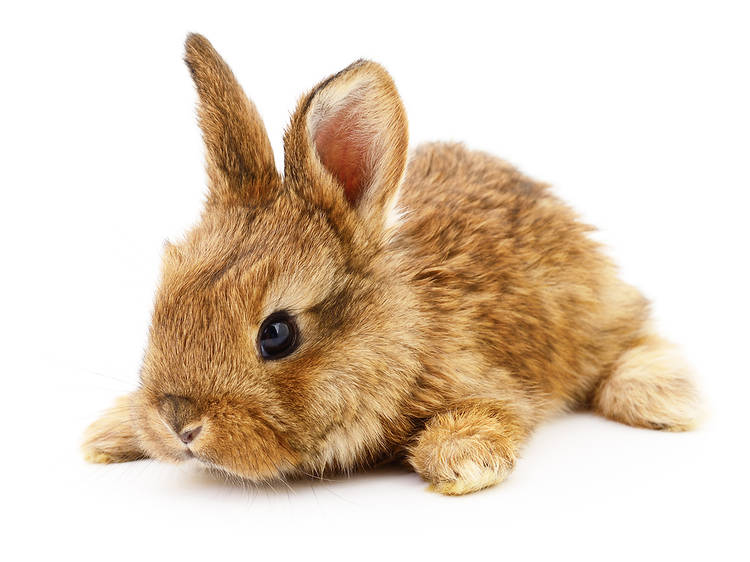 Rabbits