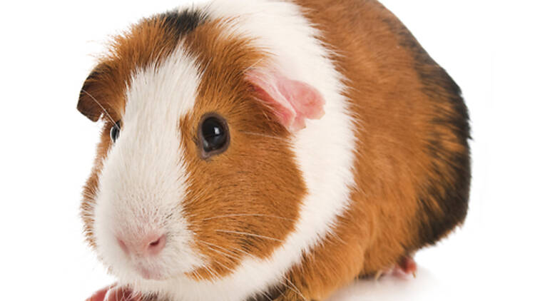 Guinea Pigs