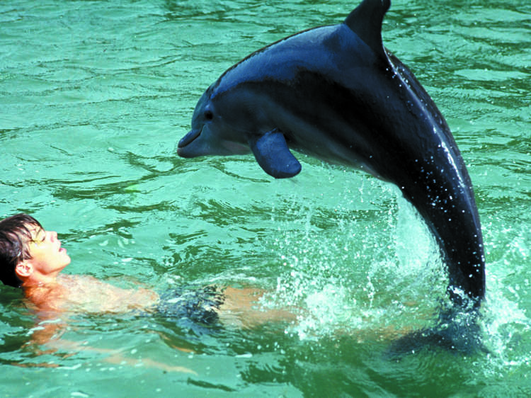 Flipper (1964)