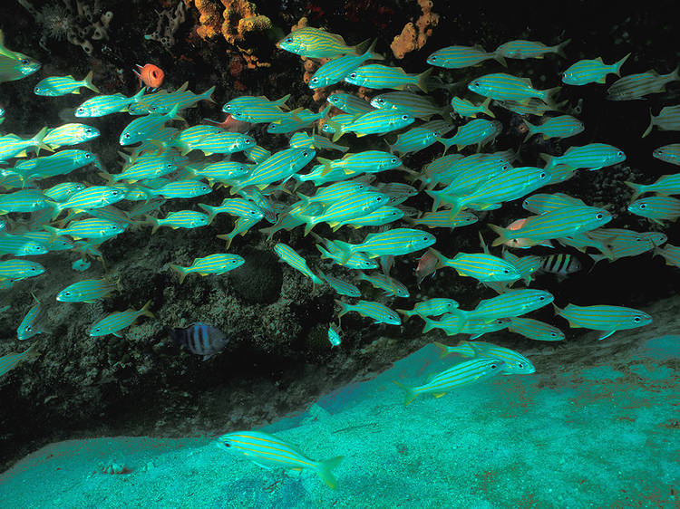 Study the seabed after dark