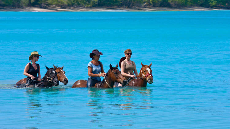 Horse about in Buccoo