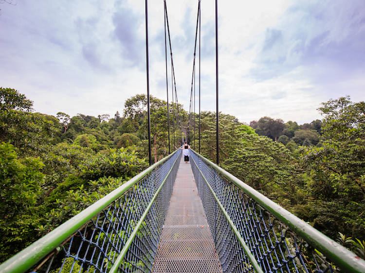 Cross a suspension bridge at MacRitchie Reservoir