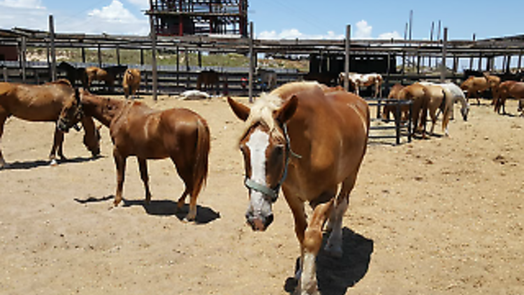South Padre Island Adventure Park