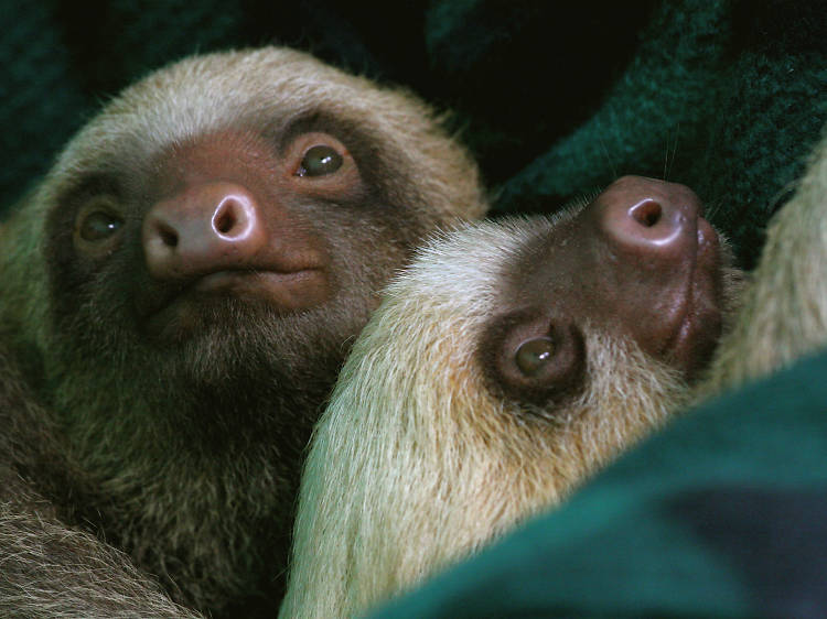 Sloth Sanctuary
