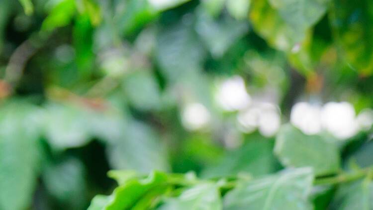 El Toledo Coffee Tour