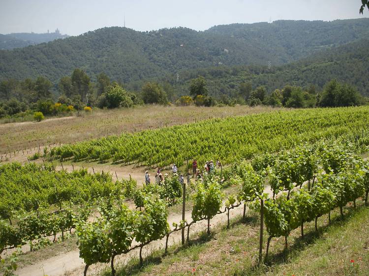 Hacer una cata en Can Calopa, la bodega de los vinos de Barcelona