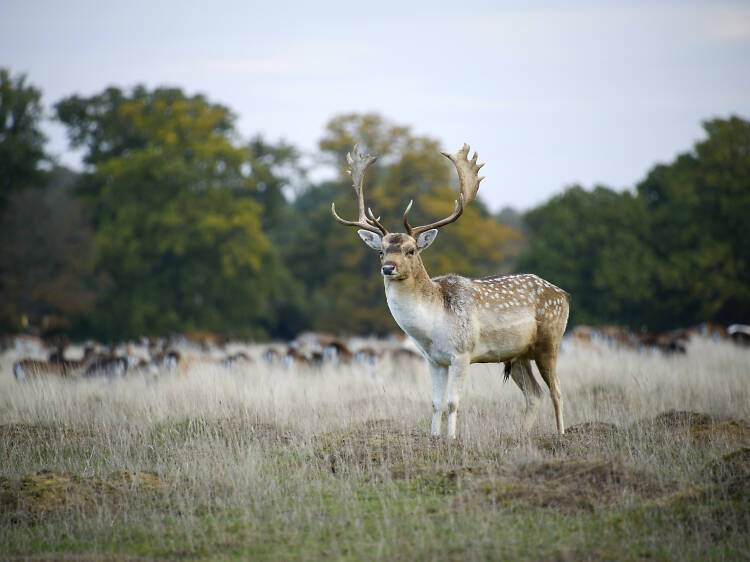 11 of the best things to do in Petworth