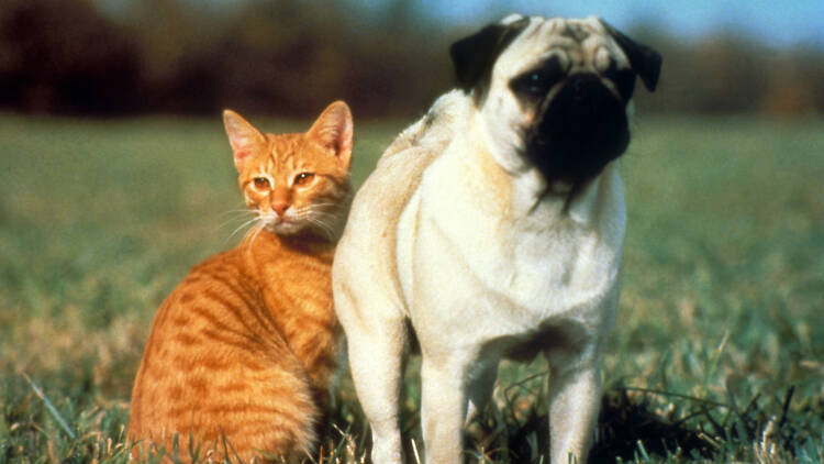 The Adventures of Milo and Otis (1989)